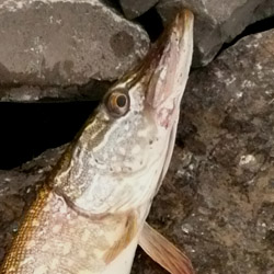 northern pike