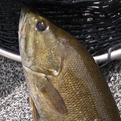 lake simcoe jumbo perch